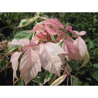 Direct Plants Acer Negundo Variegatum Tree 6ft Tall Supplied in a 12 Litre Pot by Directplants in Green