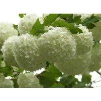 Direct Plants Viburnum Opulus Roseum Snowball Tree 3-4ft Supplied in a 3 Litre Pot in Green