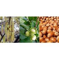 Direct Plants 5x Corylus Avellana Hazelnut Fruit Trees Cobnut 3-4ft in 3L Pots