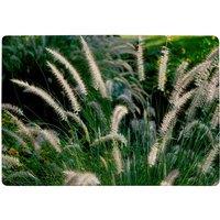 Benjamin Tate Design Decorative Cat Tail Grass Growing Along A Walkway Designer Rug in Natural | Size: Large