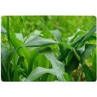 Benjamin Tate Design Green Leaves Corn Fields As Background Designer Rug in Natural | Size: Large