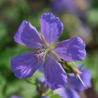 Plant Theory Gravetye Cranesbill Perennials Flowering Plants Geranium Himalayense 2L Pot in Green
