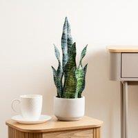 Scottish Everlastings Ltd 48cm Sansevieria in Cement pot in Green