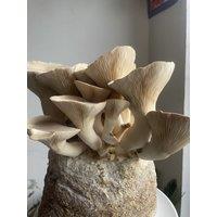 Plant Theory Grow Your Own Mushroom Kit King Oyster Mushrooms Large No Frills Ready To Grow in Grey
