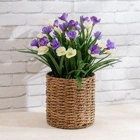 Scottish Everlastings Ltd 58cm Crocus in Seagrass Basket in Purple