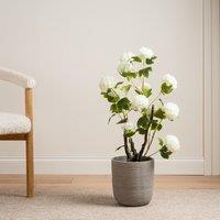 Scottish Everlastings Ltd 85cm Cream Potted Hydrangea Plant