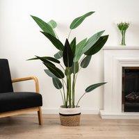 Scottish Everlastings Ltd 160Cm Bird Of Paradise Tree in Green