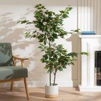 Scottish Everlastings Ltd 140cm Ficus Tree in Green