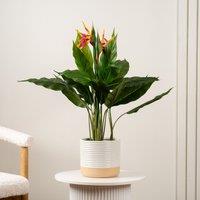 Scottish Everlastings Ltd 83cm Bird of Paradise Tree with Flower in Green