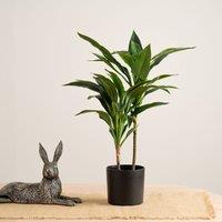 Scottish Everlastings Ltd 60cm Real Touch Dracaena in Green
