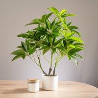 Scottish Everlastings Ltd 60cm Real Touch Schefflera / Umbrella Plant in White Pot in Green