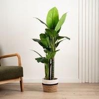 Scottish Everlastings Ltd 120cm Real Touch Dieffenbachia in Green