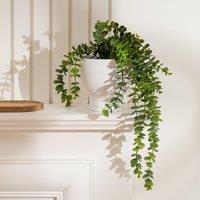 Scottish Everlastings Ltd 40cm Trailing Eucalyptus in Rustic Footed Pot in Green