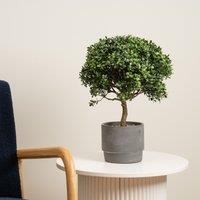 Scottish Everlastings Ltd 45cm Mini Topiary Plant in Cement Pot in Green