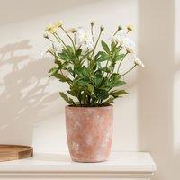 Scottish Everlastings Ltd 35cm Classic Daisy in Terracotta Pot in White
