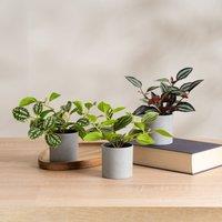 Scottish Everlastings Ltd Set of 3 Mini Trailing Plants in Grey Pots in Green