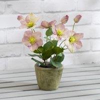 Scottish Everlastings Ltd 34cm Purple Hellebore Plant