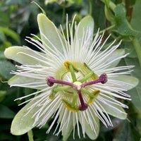 Plant Theory Passiflora Passion Flower Constance Eliott White Climbing Plant 60cm Cane 3L Pot