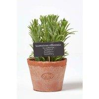 Homescapes Artificial Rosemary Plant in Decorative Pot in Terracotta
