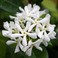 Plant Theory Trachelospermum jasminoides Star Jasmine WhiteClimbing Plant 40-50cm Cane 2L Pot in White
