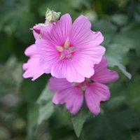 Plant Theory Rosea Tree Mallow Outdoor Shrub Plant Malva x Clementii 2L Pot in Green