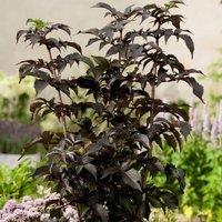 Plant Theory Porphyrophylla Black Tower Black Tower Elder Shrub Plant Sambucus Nigra 2L Pot in Green