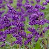 Plant Theory Purple Rain Balkan Clary Meadow Sage Perennials Flowering Plants Salvia 2L Pot in Green