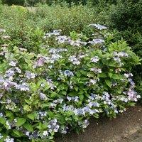 Plant Theory Bluebird Outdoor Shrub Plant Hydrangea Serrata 2L Pot in Green