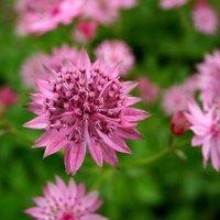 Plant Theory Roma Masterwort Perennials Flowering Plants Astrantia 2L Pot in Green