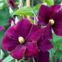 Plant Theory Clematis Warszawska Nike Burgandy Flowering Vine Climbing Plant 60cm Cane 3L Pot in Burgundy