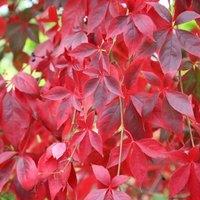 Plant Theory Quinquefolia Virginia Creeper Burgundy Flowering Climbing Plant 60cm Cane 2L Pot