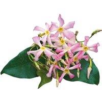 Plant Theory Trachelospermum Pink Showers Pink Flowering Vine Climbing Plant 60cm Cane 2L Pot