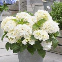 Plant Theory Little White Mophead Hydrangea Shrub Plant Hydrangea Macrophylla 2L Pot in Green