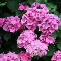 Plant Theory Altona Outdoor Shrub Plant Hydrangea Macrophylla Flowering Garden Plants2L Pot in Green