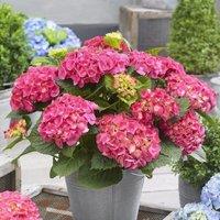 Plant Theory Little Pink Mophead Hydrangea Shrub Plant Hydrangea Macrophylla 2L Pot in Green