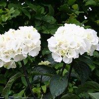 Plant Theory Zebra Outdoor Shrub Plant Hydrangea Macrophylla Flowering Garden Plant 1.5L Pot in Green