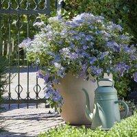 Plant Theory BolEro Blue Outdoor Shrub Plant Hydrangea Flowering Garden Plants 2L Pot in Green