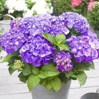 Plant Theory Little Purple Mophead Hydrangea Shrub Plant Hydrangea Macrophylla 2L Pot in Green