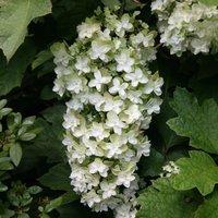 Plant Theory Snowflake Oak-leaved Hydrangea Shrub Plant Hydrangea Quercifolia 2L Pot in Green