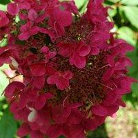 Plant Theory Wim's Red Outdoor Shrub Plant Hydrangea Paniculata Flowering Plants 2L Pot in Green