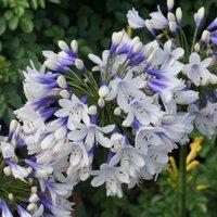 Plant Theory Twister African Lily Perennials Flowering Plants Agapanthus 2L Pot in Green