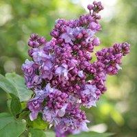 Plant Theory Charles Joly Common Lilac Outdoor Shrub Plant Syringa Vulgaris 3L Pot in Green