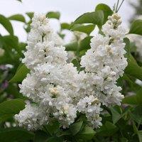 Plant Theory Madame Lemoine Common Lilac Shrub Plant Syringa Vulgaris 3L Pot in Green