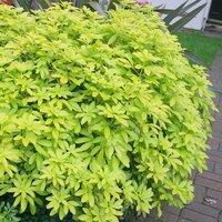 Plant Theory Sundance Mexican Orange Blossom Shrub Plant Choisya Ternata 2L Pot in Green