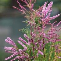 Plant Theory Pink Cascade Tamarisk Outdoor Shrub Plant Tamarix Ramosissima 2L Pot in Green