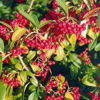 Plant Theory Cornubia Cotoneaster Outdoor Shrub Plant Cotoneaster Garden Plants 2L Pot in Green