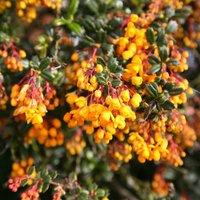 Plant Theory Darwin's Barberry Outdoor Shrub Plant Berberis Darwinii 2L Pot in Green