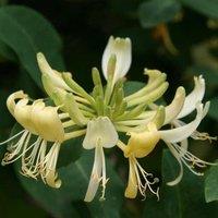 Plant Theory Lonicera periclymenum Graham Thomas Yellow Flowering Vine Plant 60cm Cane 3L Pot