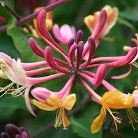 Plant Theory Lonicera x heckrottii Gold Flame hort. Burgundy Climbing Plant 60cm Cane 3L Pot