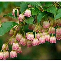 Direct Plants Enkianthus Campanulatus Red Bells Garden Large Shrub Supplied in a 3 Litre Pot in Green